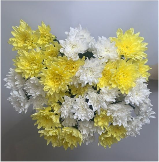 Желтые и белые хризантемы (38 фото)