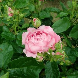 Роза доминика (42 фото)