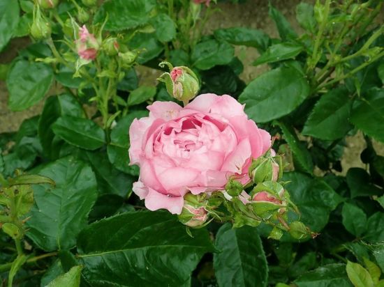 Роза доминика (42 фото)