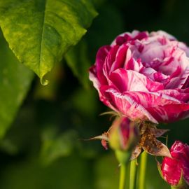 Роза литке (39 фото)