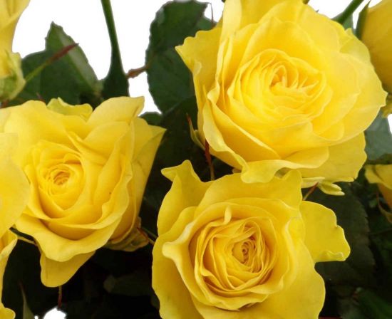 Желтая роза техаса (35 фото)