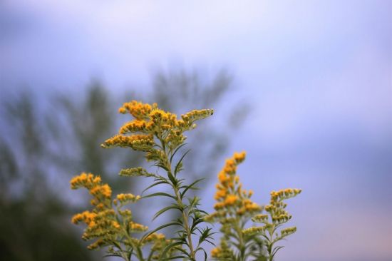 Цветок золотарник (40 фото)