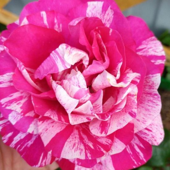 Роза инес састр (35 фото)