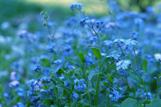 Синие полевые цветы (38 фото)