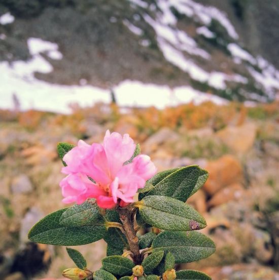 Альпийская роза (38 фото)