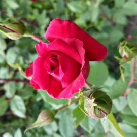 Роза аллевья (43 фото)