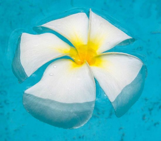Гавайские цветы (37 фото)