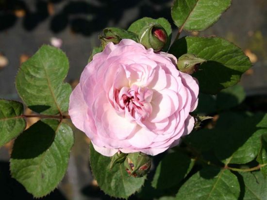 Роза флоранс делатр (40 фото)