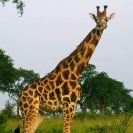 Луга жирафа (35 фото)