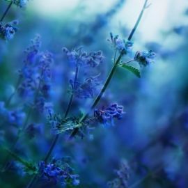 Голубой цветок полевой (38 фото)