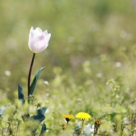 Цветок в поле (35 фото)