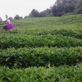Хоста чайные плантации (32 фото)