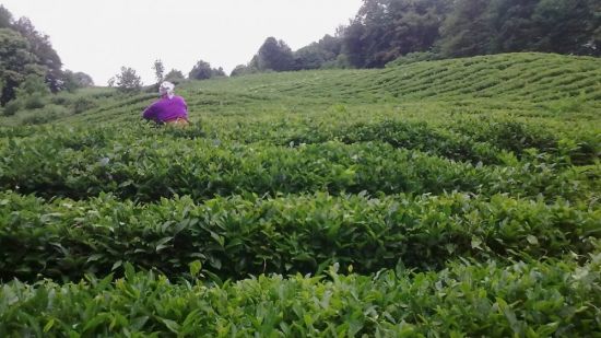 Хоста чайные плантации (32 фото)