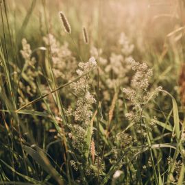 Сорная полевая трава (34 фото)