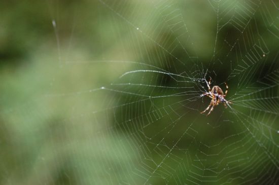 Степной паук (33 фото)