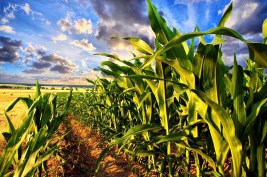 Над полем кукурузы (28 фото)