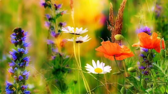 Красивые полевые цветы (39 фото)