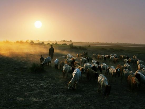 Ночной пастух небесный полевой (31 фото)