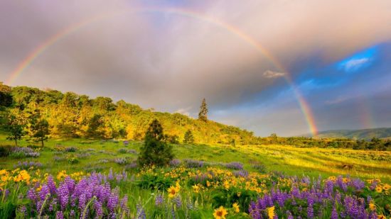 Улыбка радуги луга (32 фото)