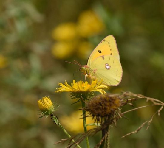 Желтушка луговая бабочка (42 фото)