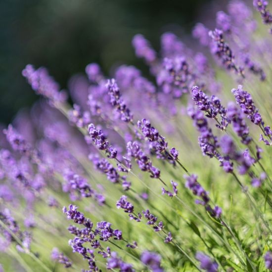 Фиолетовый цветок полевой (36 фото)