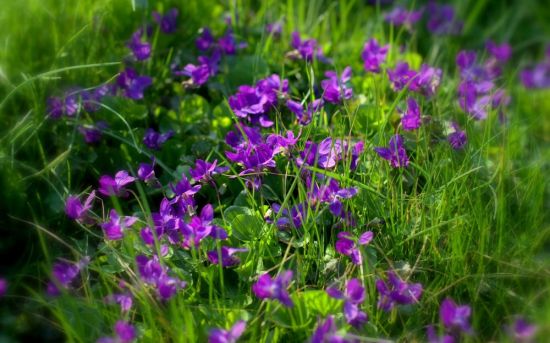 Фиолетовый луговой цветок (32 фото)