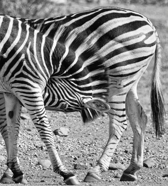 Степная зебра (38 фото)
