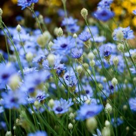 Синий цветок полевой (38 фото)