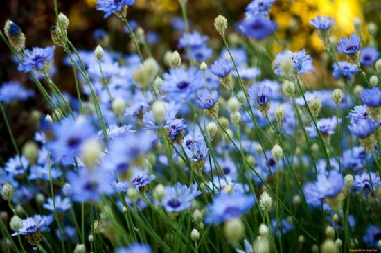 Синий цветок полевой (38 фото)
