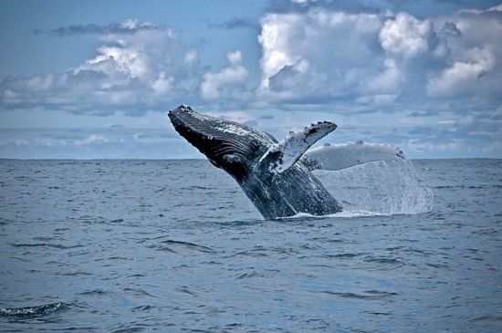Кольский полуостров киты (43 фото)