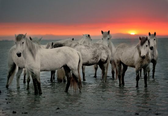 Остров лошадей (37 фото)