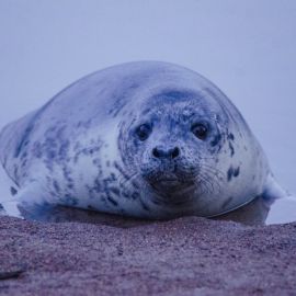Остров тюленей (35 фото)