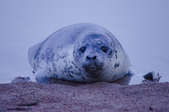 Остров тюленей (35 фото)