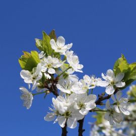 Рус весна (36 фото)