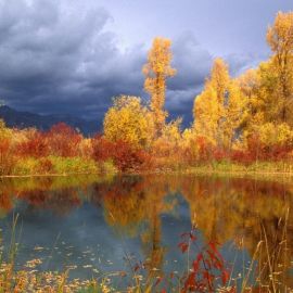 Поленов золотая осень (31 фото)