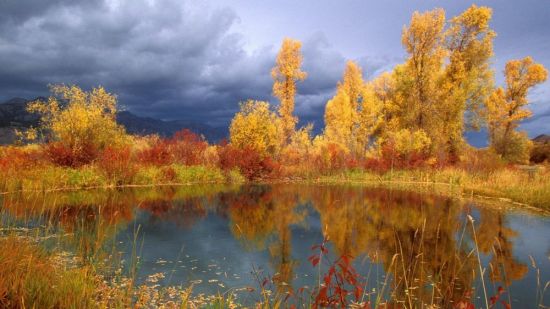 Поленов золотая осень (31 фото)