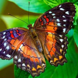Красивые бабочки (42 фото)