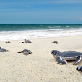 Унаватуна пляж с черепахами (38 фото)