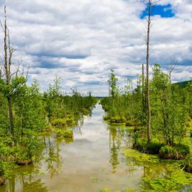 Усинское болото (35 фото)