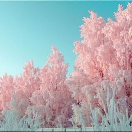 Розовое зимнее утро (39 фото)