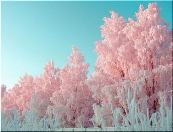 Розовое зимнее утро (39 фото)