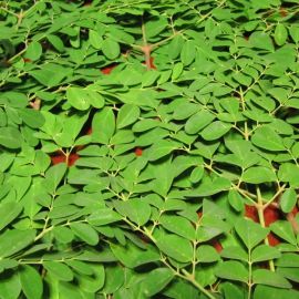 Листья моринги (32 фото)