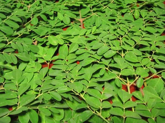 Листья моринги (32 фото)