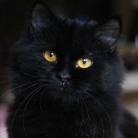 Черный пушистый кот (31 фото)