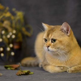 Золотой шотландский кот (35 фото)