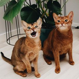 Абиссинские котята (32 фото)