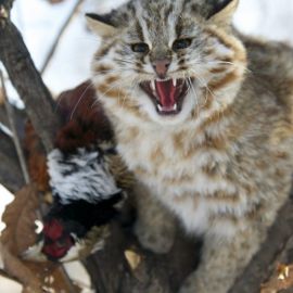 Амурский лесной кот (37 фото)
