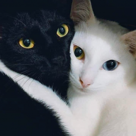 Черная кошка белый кот (32 фото)