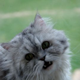 Персидская шиншилла кошка (36 фото)