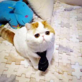 Японская кошка (35 фото)